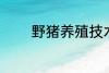 野猪养殖技术 野猪养殖技巧