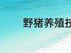 野猪养殖技术 野猪养殖技巧