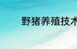 野猪养殖技术 野猪养殖技巧