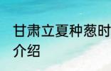 甘肃立夏种葱时间 甘肃立夏种葱时间介绍