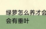 绿萝怎么养才会有垂叶 绿萝如何养才会有垂叶