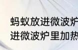 蚂蚁放进微波炉里加热会死吗 蚂蚁放进微波炉里加热会不会死