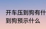 开车压到狗有什么兆头 开车不小心压到狗预示什么