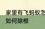 家里有飞蚂蚁怎么除根 家里有飞蚂蚁如何除根