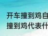 开车撞到鸡自己也摔有什么兆头 开车撞到鸡代表什么意思