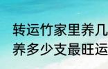 转运竹家里养几支最旺运 转运竹家里养多少支最旺运