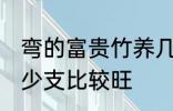 弯的富贵竹养几支最旺运 富贵竹养多少支比较旺