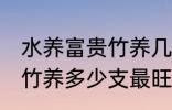 水养富贵竹养几支最旺运财 水养富贵竹养多少支最旺运财