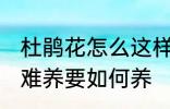 杜鹃花怎么这样难养 杜鹃花为何这样难养要如何养