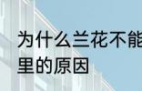 为什么兰花不能养家里 兰花不能养家里的原因