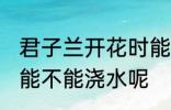 君子兰开花时能浇水吗 君子兰开花时能不能浇水呢