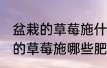 盆栽的草莓施什么肥好不要化肥 盆栽的草莓施哪些肥好不要化肥