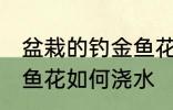 盆栽的钓金鱼花怎么浇水 盆栽的钓金鱼花如何浇水