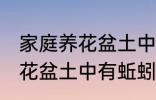 家庭养花盆土中有蚯蚓怎么办 家庭养花盆土中有蚯蚓的解决方法